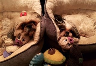 shih tzu bed for sale