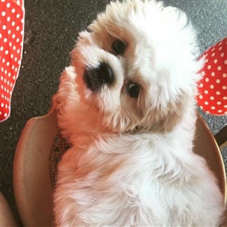 milk for shih tzu puppies