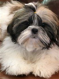 pure shih tzu