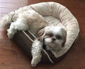 canine cooler pet bed