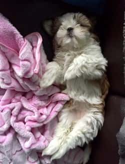 shih tzu flea treatment