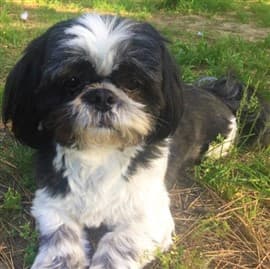 shih tzu puppies for sale north east