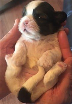 2 week old puppy care