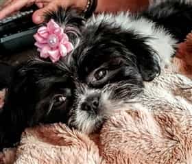 deworming medicine for shih tzu