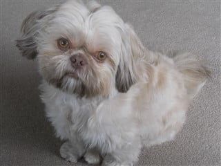 shih tzu red nose