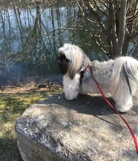 shih tzu flea treatment