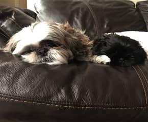 Shih Tzu Vaccinations Shih Tzu Vaccinations