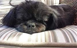 black male shih tzu