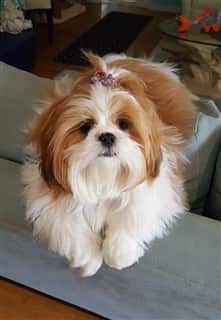 shih tzu licking paws