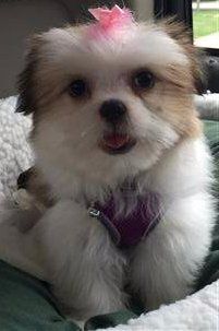 Shih Tzu Collars And Harnesses Choosing The Right One Shih Tzu Collars And Harnesses