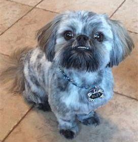 Shih Tzu Coat Color Changes