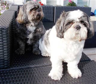 shih tzu big size