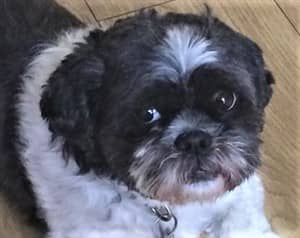 Black And White Shih Tzu Facts And Photos
