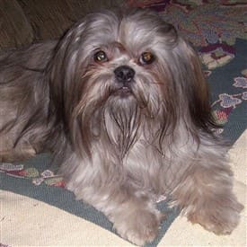 silver shih tzu puppies