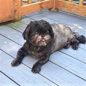 brindle shih tzu