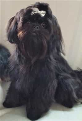 shih tzu clean face cut