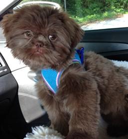 liver type shih tzu