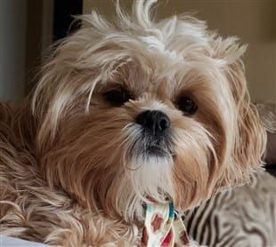 Best Treats for Shih Tzu Puppies and Dogs