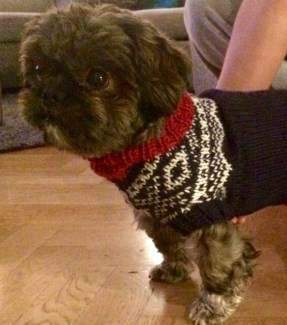 winter coats for shih tzus