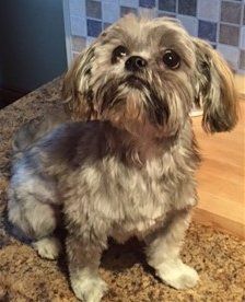 brindle shih tzu