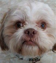 shih tzu red nose