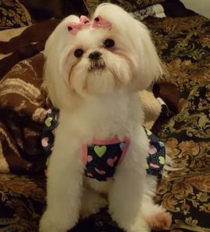 1 year old shih tzu for sale