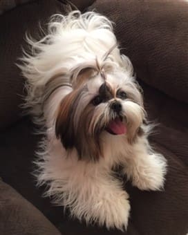 shih tzu hair loss treatment