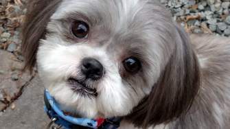 The Cutest Shih Tzu Photo Gallery