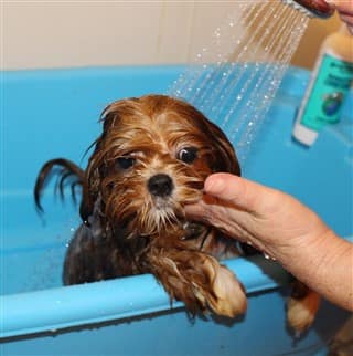 how to bathe a shih tzu puppy