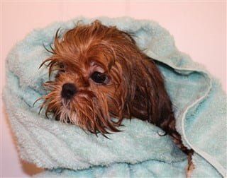 how to bathe a shih tzu puppy
