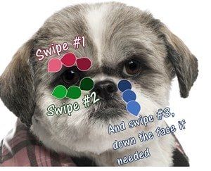 shih tzu stains around mouth