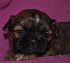 Personally Recommended Shih Tzu Puppy Breeders