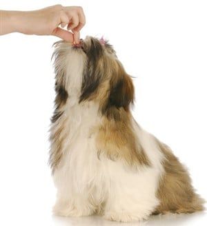 dry dog food for shih tzu