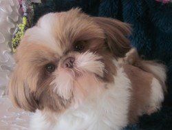 shih tzu puppies for sale north west