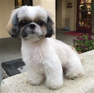 shih tzu not pooping