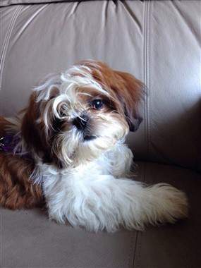 Solid Brown And Solid Black Shih Tzu Dogs