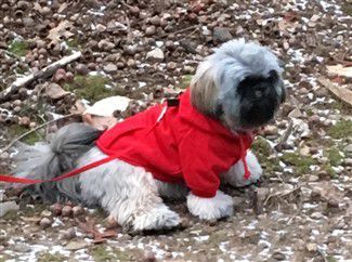 Shih Tzu Collars And Harnesses Choosing The Right One