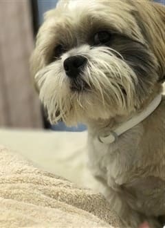 shih tzu hair loss treatment