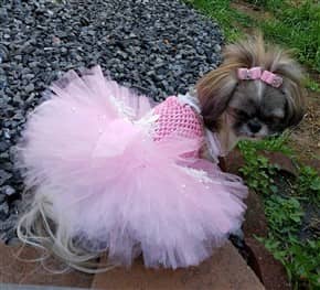 Shih Tzu Dangers And Risks At Grooming Salons