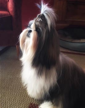 adult shih tzu