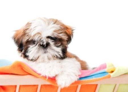 Smelly hot sale shih tzu