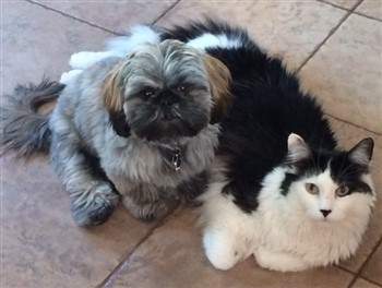 do shih tzus get along with cats