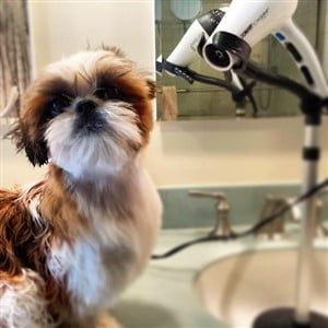 Giving Baths To A Shih Tzu Proper Bathing Techniques