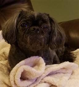 Shih Tzu Coat Color Changes