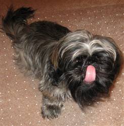black brindle shih tzu
