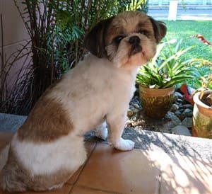 Shih Tzu Coat Color Changes