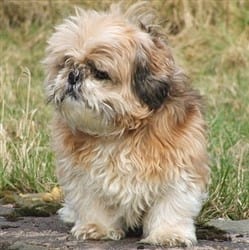 How To Help A Shih Tzu Puppy Safely Gain Weight