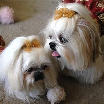Shih Tzu Topknots And Bows How To With Photos