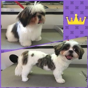 shih tzu haircuts teddy bear