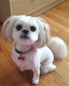 Adorable Shih Tzu Hair Styles